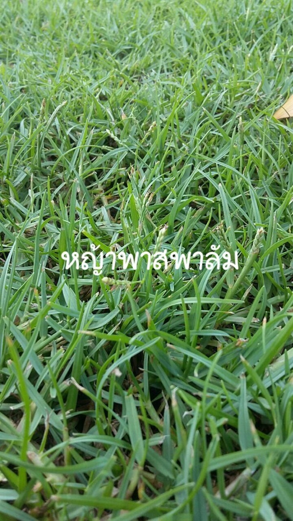 หญ้าพาสพาลั่ม | กมลชนก พันธุ์ไม้ - ลำลูกกา ปทุมธานี