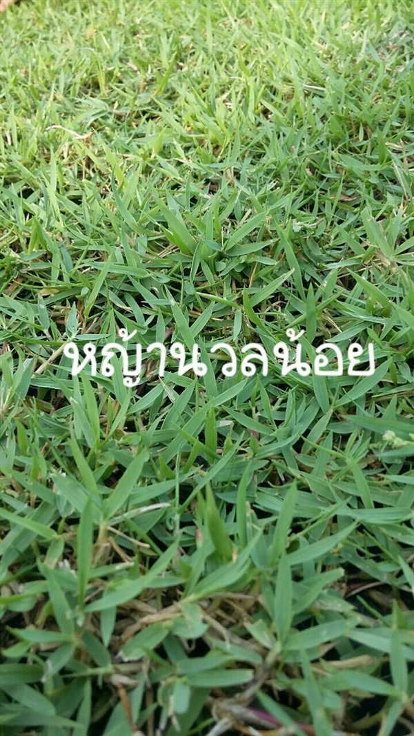 หญ้านวลน้อย | กมลชนก พันธุ์ไม้ - ลำลูกกา ปทุมธานี