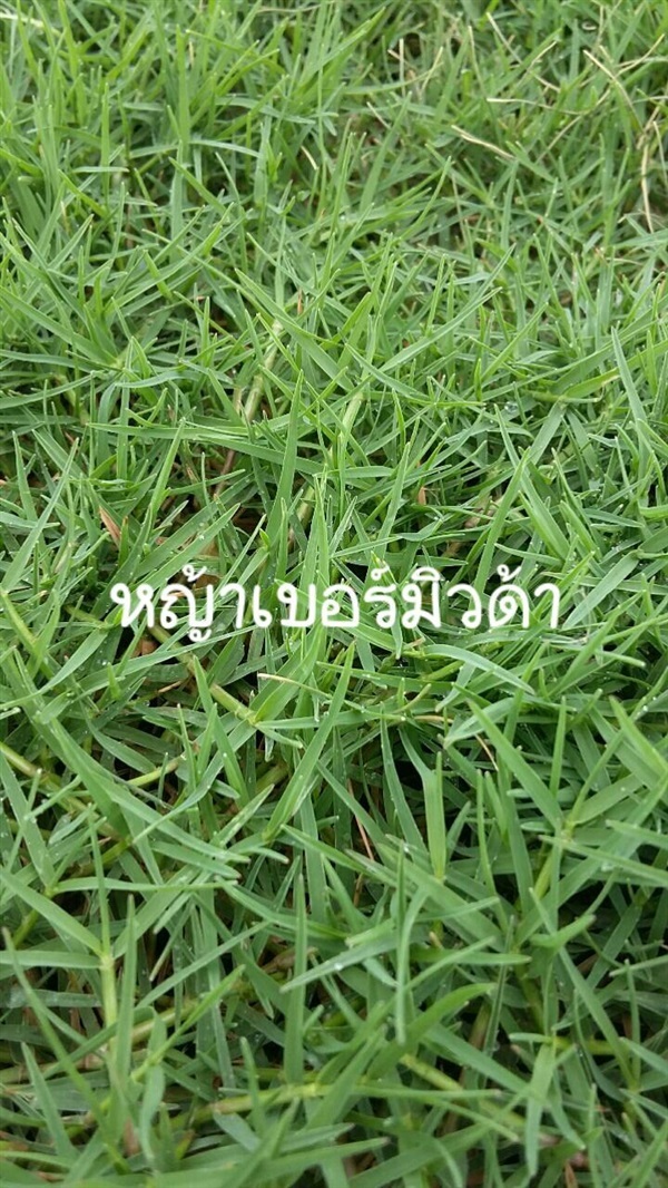 หญ้าเบอร์มิวด้า | กมลชนก พันธุ์ไม้ - ลำลูกกา ปทุมธานี