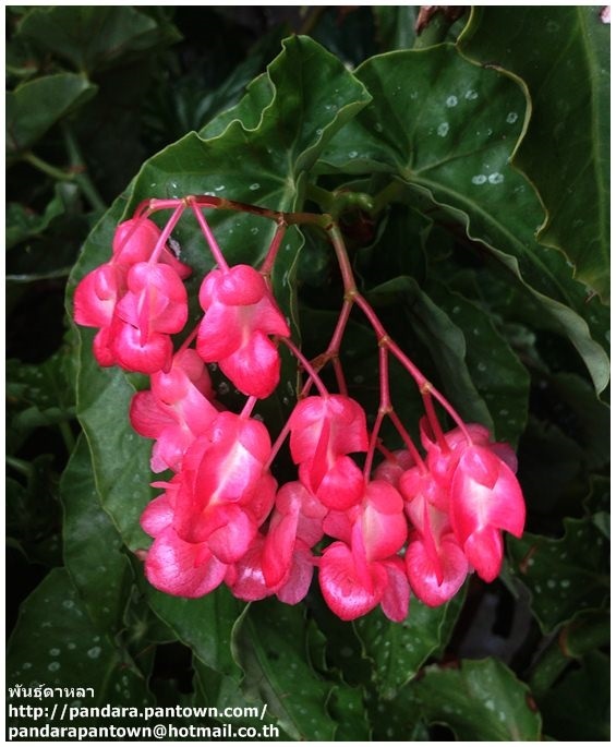 Angel wing Begonia