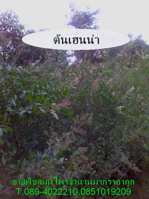 ขายใบเฮน่าสด | สวนเกษตรอินทรีย์ - พนัสนิคม ชลบุรี