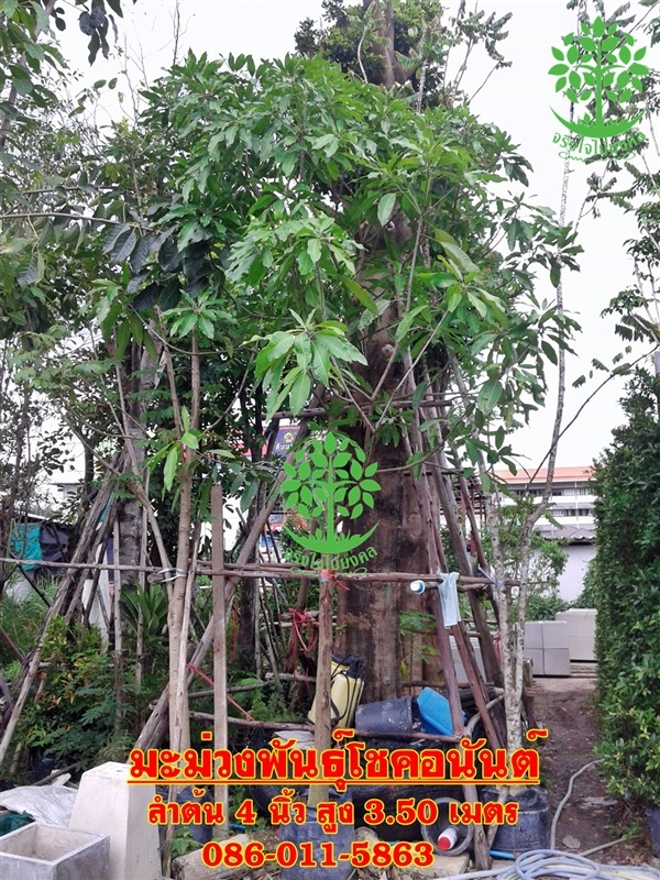 ขายต้นมะม่่วงโชคอนันต์4นิ้วสูง3.50เมตร