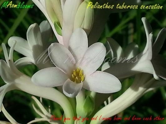 Polianthes tuberosa sensation  | MAomblooms - แม่เมาะ ลำปาง