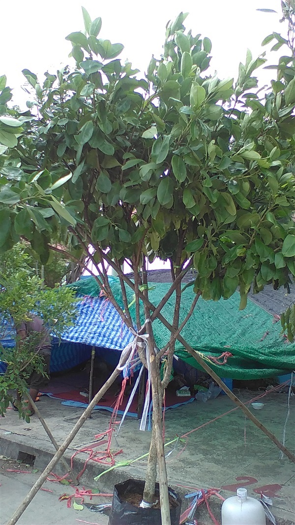 ต้นแก้วมุกดา | น้องโชกุลพันธุ์ไม้้ - เมืองปราจีนบุรี ปราจีนบุรี