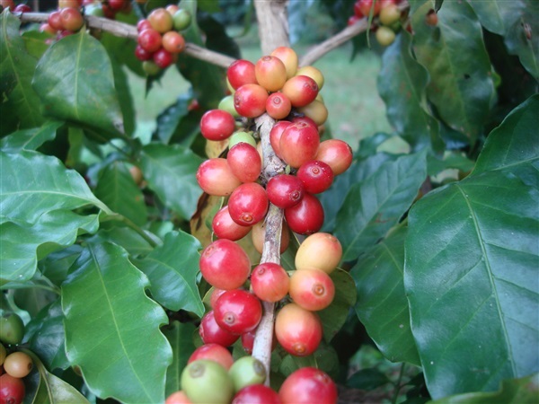 ต้นกาแฟอาราบิก้าสายพันธุ์คาร์ติมอร์  | กาแฟบ้านน้ำภู - ปากเกร็ด นนทบุรี