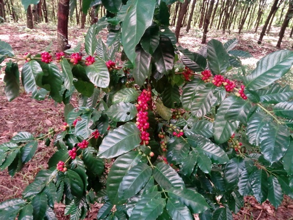 ต้นกาแฟอาราบิก้าสายพันธุ์คาร์ติมอร์ | กาแฟบ้านน้ำภู - ปากเกร็ด นนทบุรี