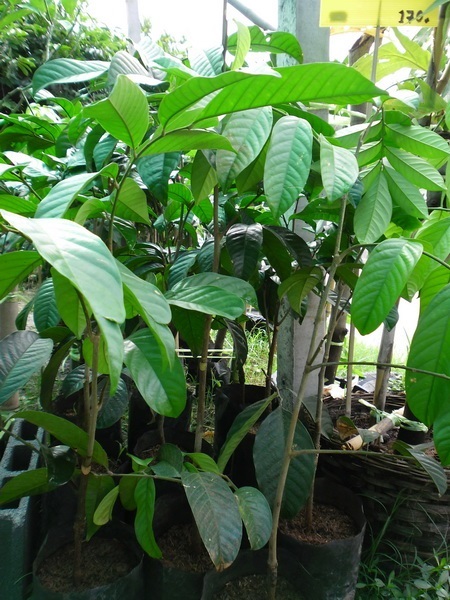 ต้นลองกองตันหยงมัส | ศศิมาพันธุ์ไม้ (ลาดพร้าว) - ลาดพร้าว กรุงเทพมหานคร