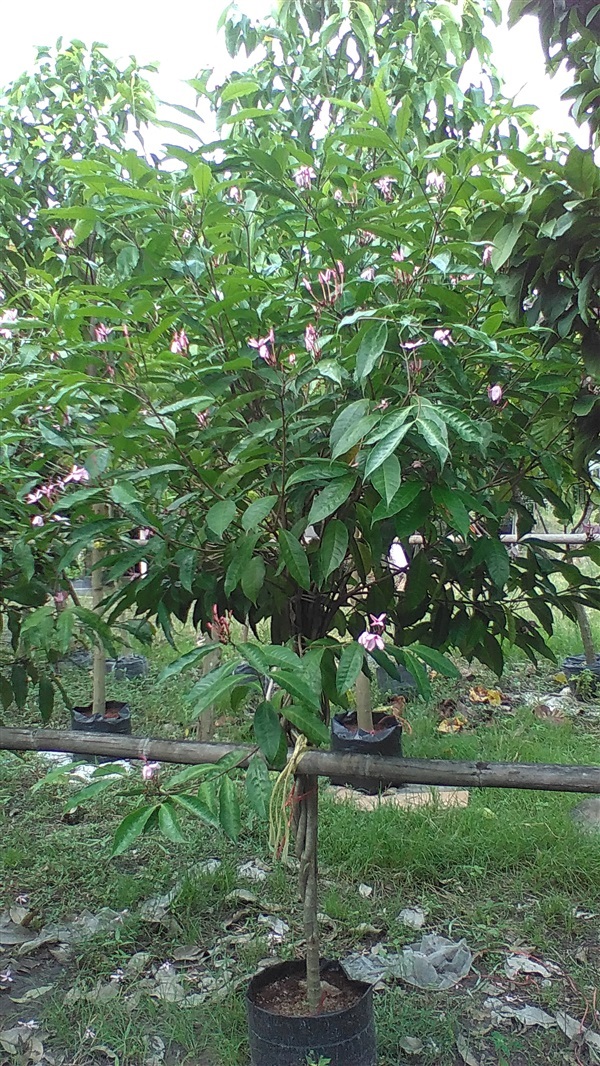 ต้นพุดชมพู | น้องโชกุลพันธุ์ไม้้ - เมืองปราจีนบุรี ปราจีนบุรี