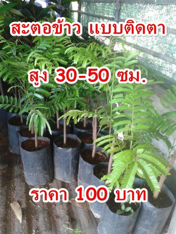 ต้นสะตอ | Tree N'Tintin - เมืองชุมพร ชุมพร