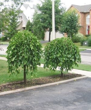 หม่อนย้อย หม่อนร่ม หม่อนเพนดุล่า(Pendula Mulberry) | สบายพันธ์ไม้ - พระนครศรีอยุธยา พระนครศรีอยุธยา