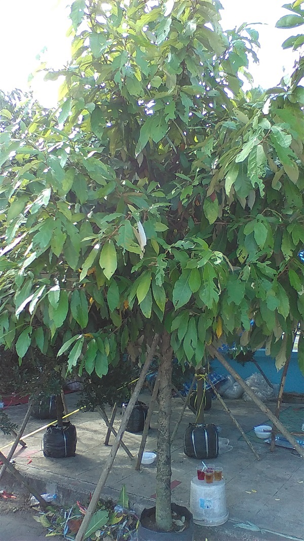 ต้นเงินหนุน | น้องโชกุลพันธุ์ไม้้ - เมืองปราจีนบุรี ปราจีนบุรี