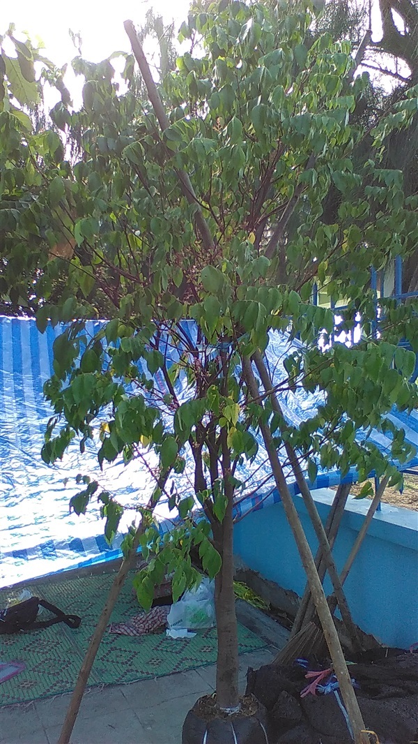 ต้นมะเฟือง | น้องโชกุลพันธุ์ไม้้ - เมืองปราจีนบุรี ปราจีนบุรี