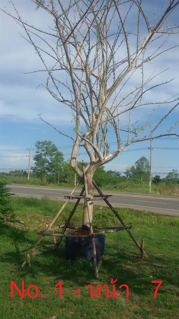 ต้นตีนเป็ดฝรั่ง พิจิตร | ต้นตีนเป็ดฝรั่ง พิจิตร - เมืองพิจิตร พิจิตร