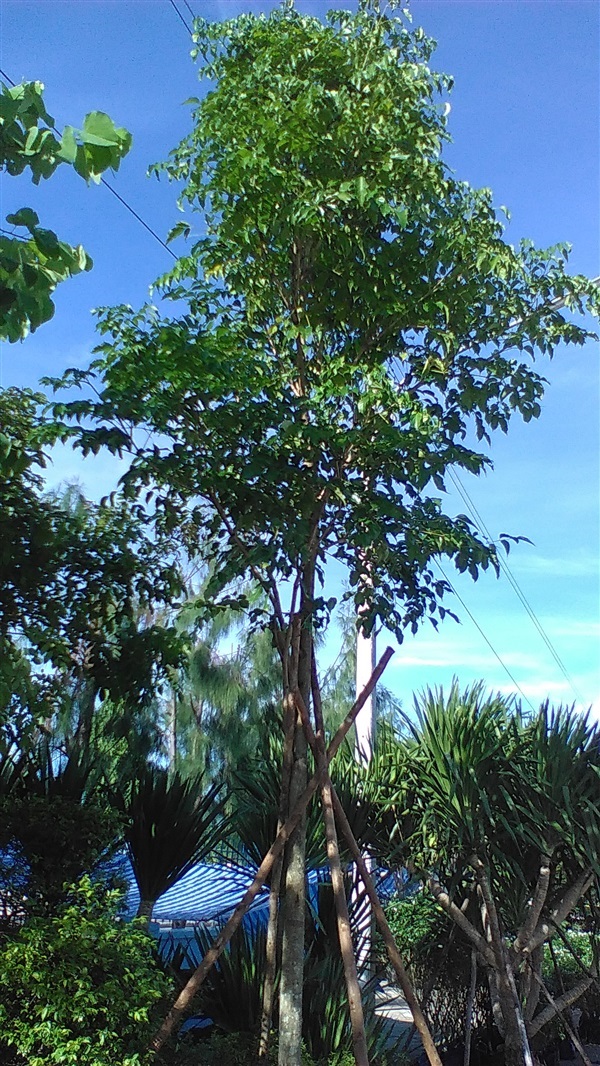 ต้นปีบทอง | น้องโชกุลพันธุ์ไม้้ - เมืองปราจีนบุรี ปราจีนบุรี