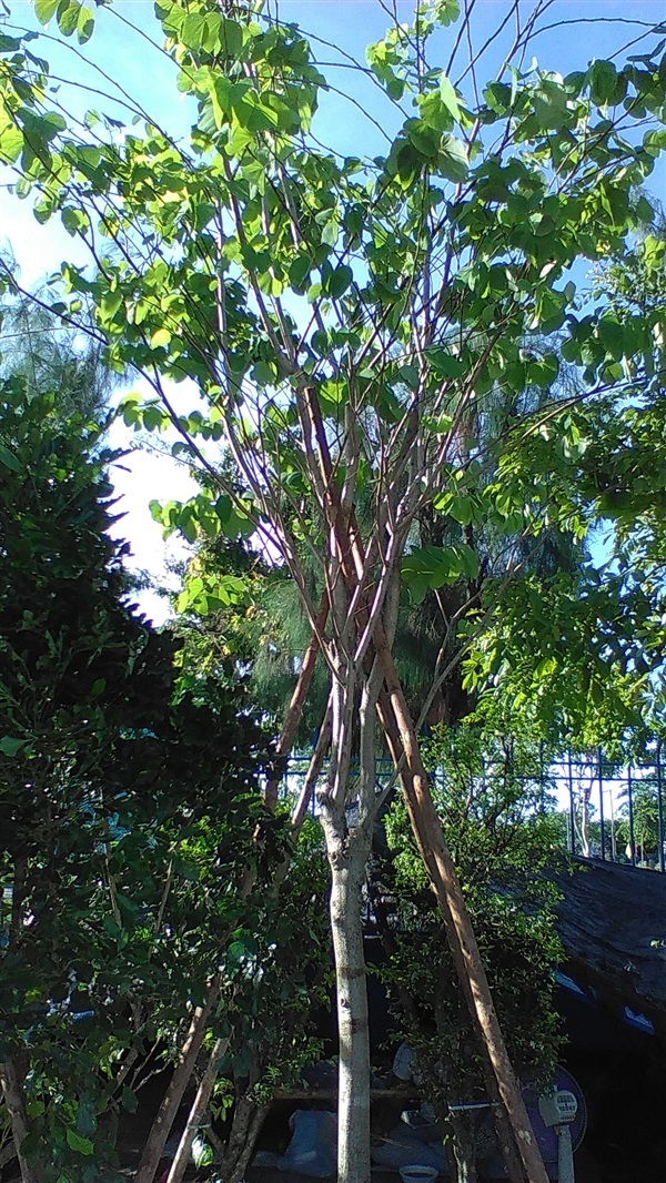 ต้นชงโคสามสี | น้องโชกุลพันธุ์ไม้้ - เมืองปราจีนบุรี ปราจีนบุรี