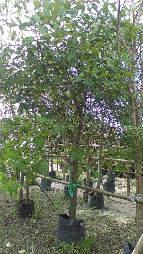 ต้นลูกหว้า | น้องโชกุลพันธุ์ไม้้ - เมืองปราจีนบุรี ปราจีนบุรี