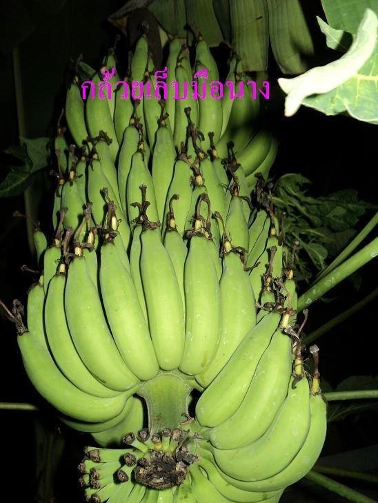 กล้วยเล็บมือนาง | บ้านสวนกล้วย - เมืองอุบลราชธานี อุบลราชธานี