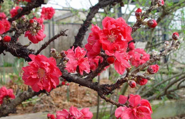 ดอกเหมย Prunus persica pink dark