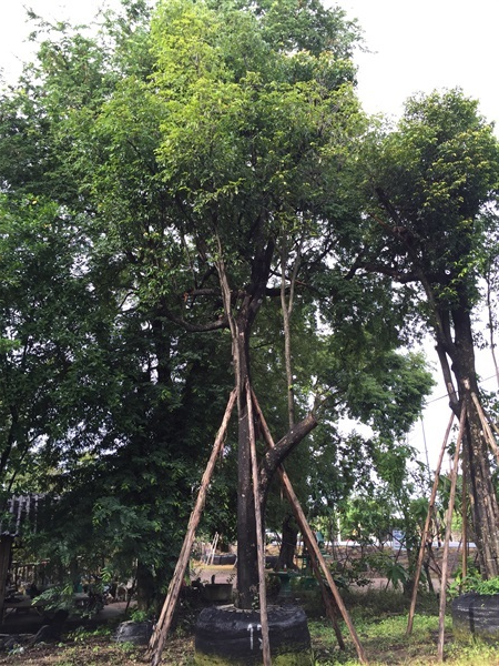 อินจันทร์ | สวนเจ๊สาวพันธุ์ไม้ - แก่งคอย สระบุรี