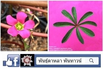 Oxalis lasiandra | พันธุ์ดาหลา - เมืองเชียงใหม่ เชียงใหม่