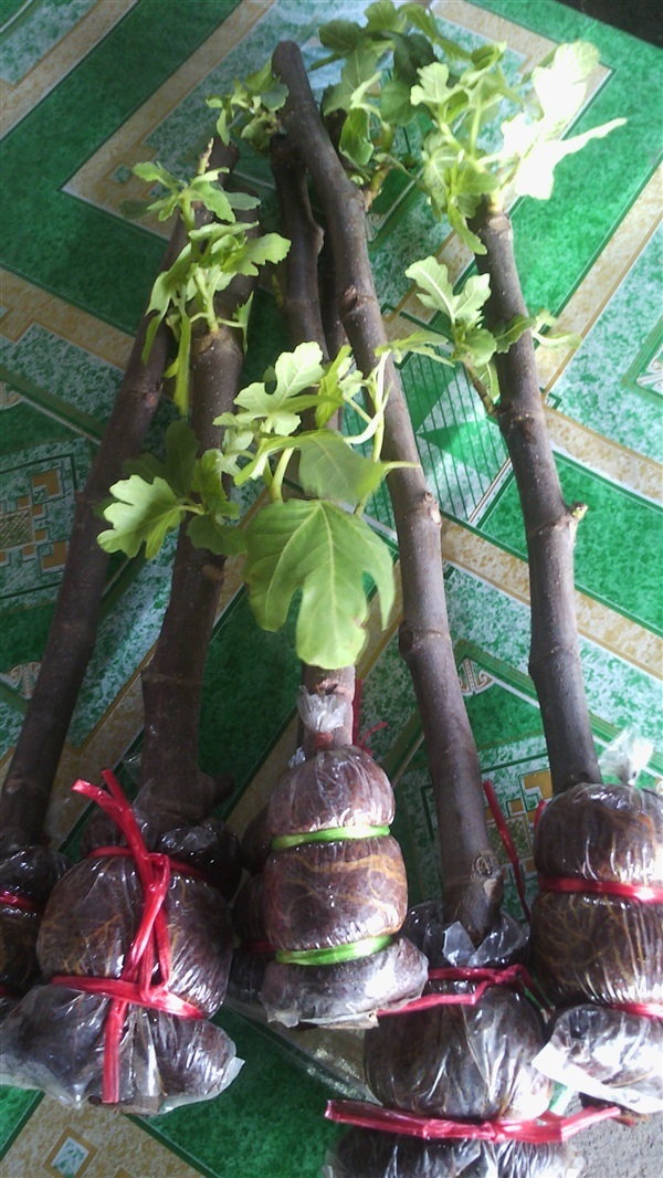 มะเดื่อฝรั่ง Blackjack กิ่งตอน | สวนบ้านเบิก ลพบุรี - เมืองลพบุรี ลพบุรี
