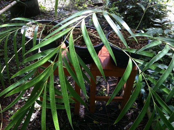 zamia pseudoparasitica ปรงอิงอาศัยชนิดเดียวของโลก | ปรงสยาม - เมืองชัยนาท ชัยนาท