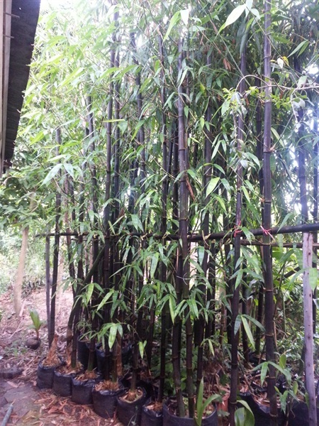 ต้นไผ่ดำ | B.T. Garden - บางบัวทอง นนทบุรี