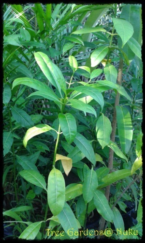 กันเกรา | Tree Gardens - นาคู กาฬสินธุ์