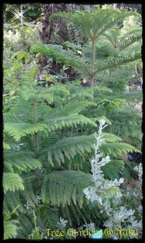 สนฉัตร | Tree Gardens - นาคู กาฬสินธุ์