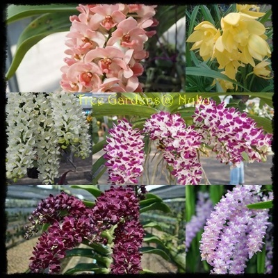 กล้วยไม้4 | Tree Gardens - นาคู กาฬสินธุ์