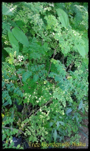 มะรุม | Tree Gardens - นาคู กาฬสินธุ์