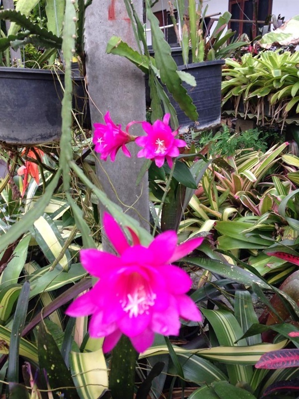 โบตั๋นดอกสีชมพู | สวนคุณชายเอม - สันป่าตอง เชียงใหม่