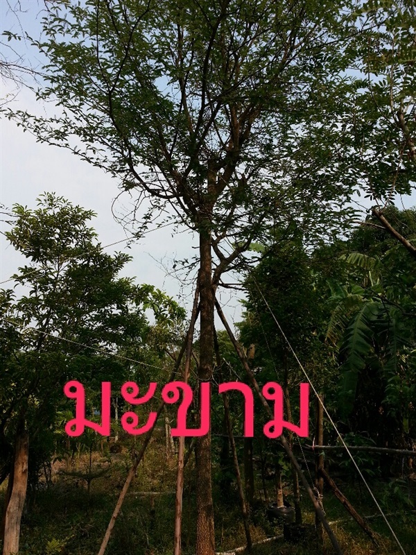 มะขาม | ดิเรก บ้านดงบัง -  ปราจีนบุรี