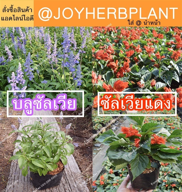 ซัลเวีย แดง-ม่วง บลูซัลเวีย ซัลเวียแดง ขายปลีก-ขายส่ง