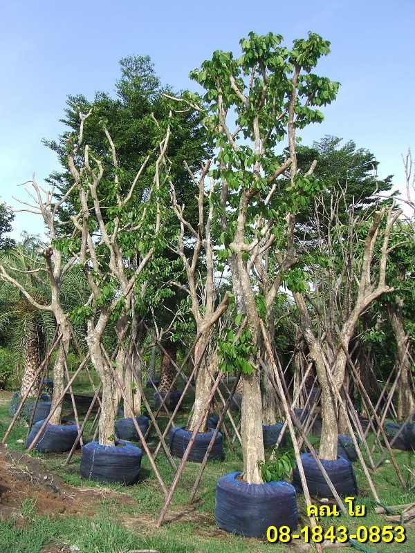 ต้นอินทนิล | สวนป้ามาลี - บางบัวทอง นนทบุรี