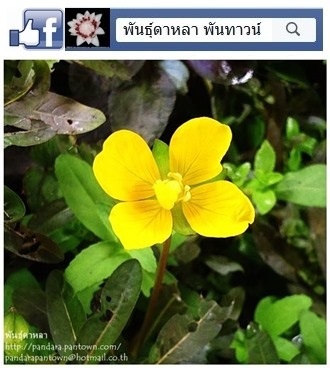 Ludwigia Inclinata | พันธุ์ดาหลา - เมืองเชียงใหม่ เชียงใหม่