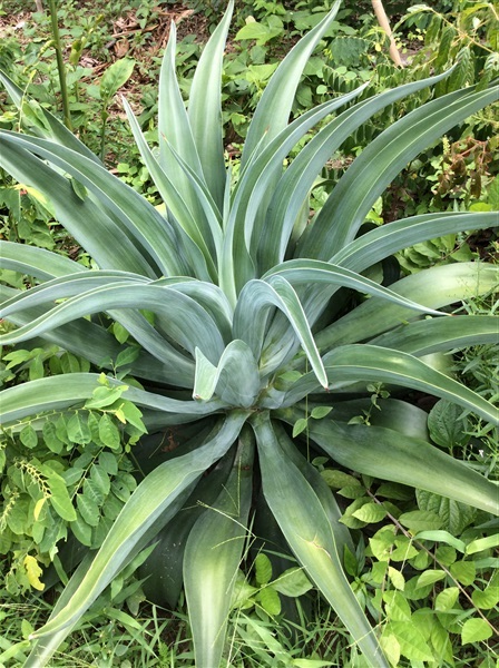 Agave | สวนจิตร -  กรุงเทพมหานคร