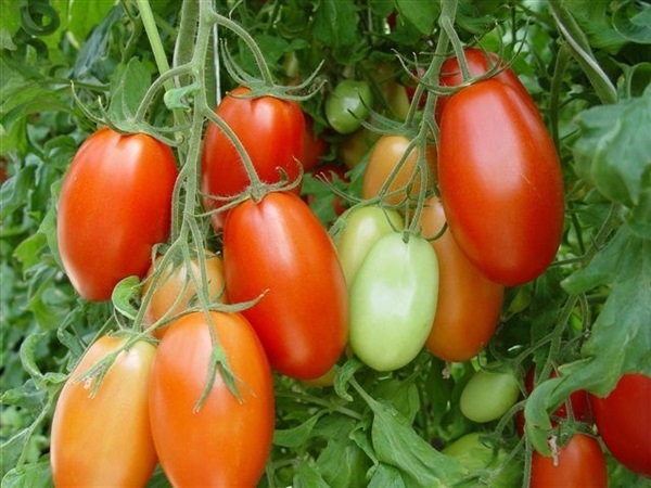 มะเขือเทศโรม่า - Roma Tomato | สกายสแครปเปอร์ - เมืองสมุทรปราการ สมุทรปราการ