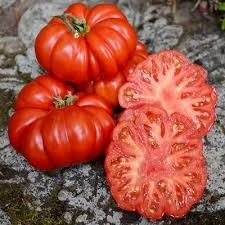 มะเขือเทศคอสโตลูโต้ฟิโอเรนติโน่-Costoluto Fiorentino Tomato | สกายสแครปเปอร์ - เมืองสมุทรปราการ สมุทรปราการ