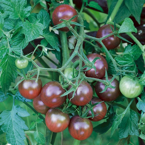 มะเขือเทศเชอรี่สีดำ - Black Cherry Tomato | สกายสแครปเปอร์ - เมืองสมุทรปราการ สมุทรปราการ