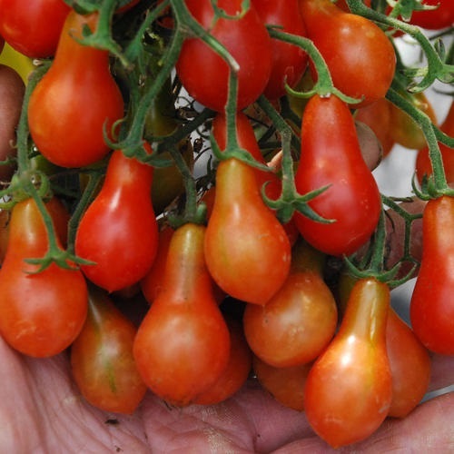 มะเขือเทศโรมาเนียแคระ - Red Dwarf Romanian Tomato | สกายสแครปเปอร์ - เมืองสมุทรปราการ สมุทรปราการ