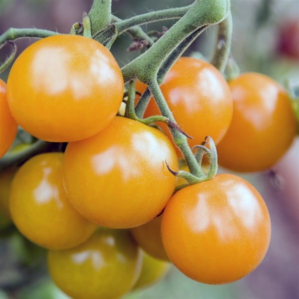 มะเขือเทศเชอรี่สีเหลือง - Yellow Cherry Tomato | สกายสแครปเปอร์ - เมืองสมุทรปราการ สมุทรปราการ