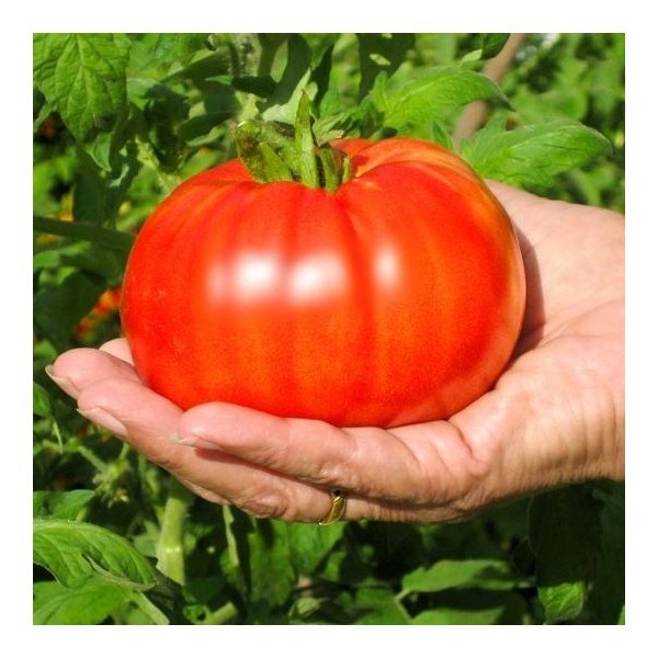 มะเขือเทศบีฟสเต็กสีแดง - Red Beefsteak Tomato | สกายสแครปเปอร์ - เมืองสมุทรปราการ สมุทรปราการ