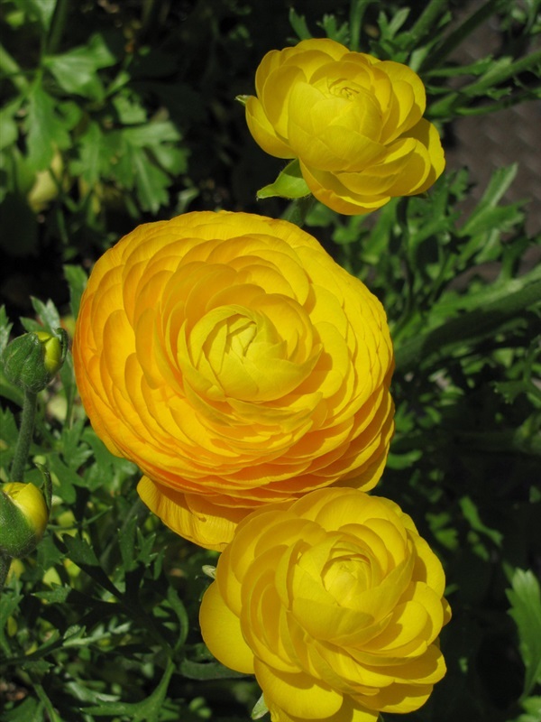 รานันคูลัสสีเหลือง - Yellow Ranunculus | สกายสแครปเปอร์ - เมืองสมุทรปราการ สมุทรปราการ