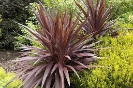 จันผาออสเตรเลียสีม่วง - Cordyline australis Purpurea