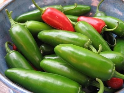 พริกจาลาปิโน่ - Jalapeno Pepper