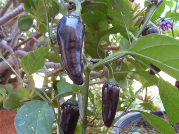 พริกจาลาปิโน่สีม่วง - Purple Jalapeno Pepper