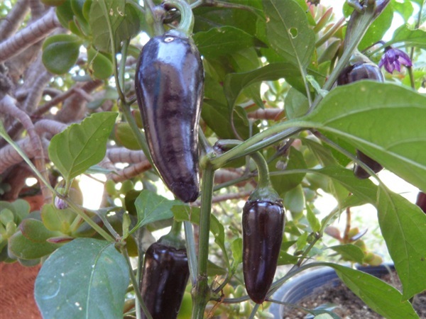 พริกจาลาปิโน่สีม่วง - Purple Jalapeno Pepper | สกายสแครปเปอร์ - เมืองสมุทรปราการ สมุทรปราการ