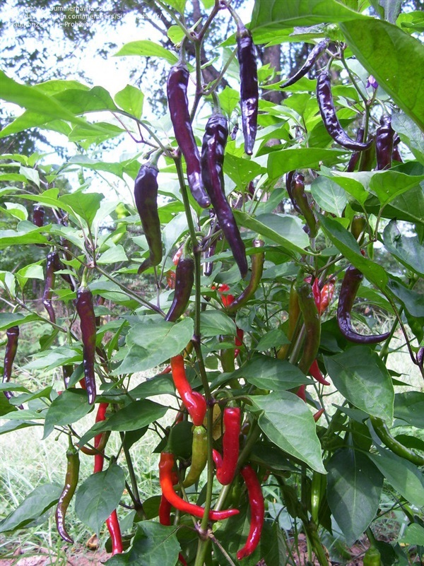 พริกคาเยนสีม่วง - Purple Cayenne Pepper