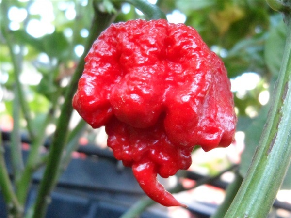 พริกแคโรไลน่ารีพเปอร์ - Carolina Reaper Pepper (เผ็ดที่สุด)